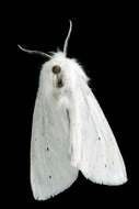 Imagem de Spilosoma virginica Fabricius 1798