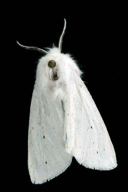 Image of Virginian Tiger Moth