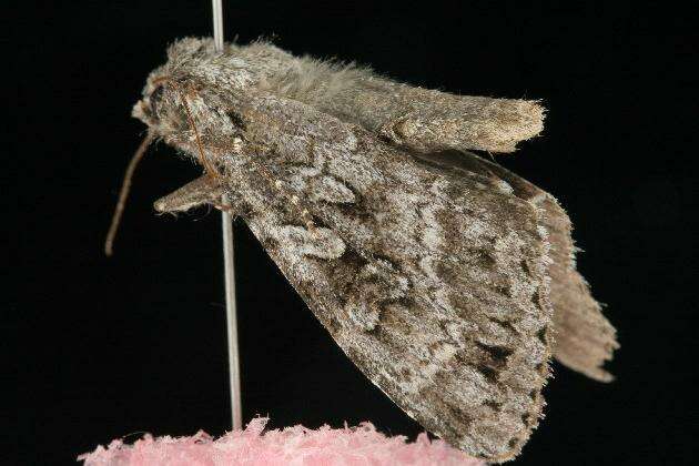 Image of Great Gray Dart; Great Brocade