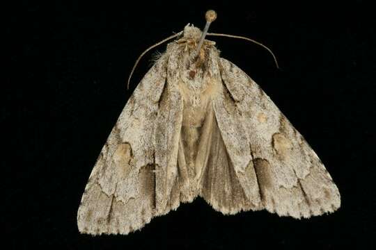 Image of Ochre Dagger Moth