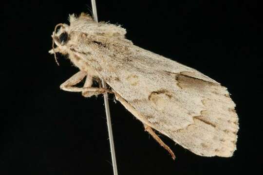 Image of Ochre Dagger Moth