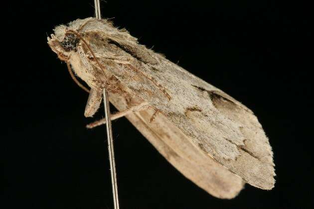 Image of Ochre Dagger Moth