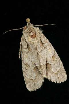 Image of Ochre Dagger Moth