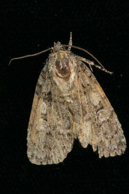 Imagem de Acronicta tristis Smith 1911