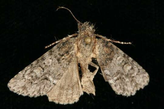 Image of Acronicta tristis Smith 1911