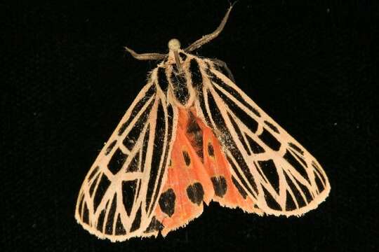 Image of Virgin Tiger Moth