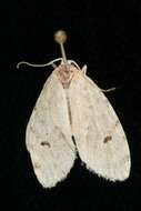 Image of Little White Lichen Moth