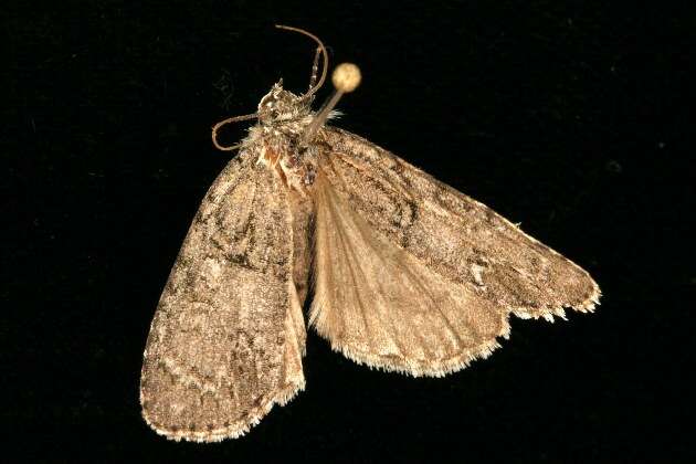 Imagem de Acronicta retardata Walker 1861