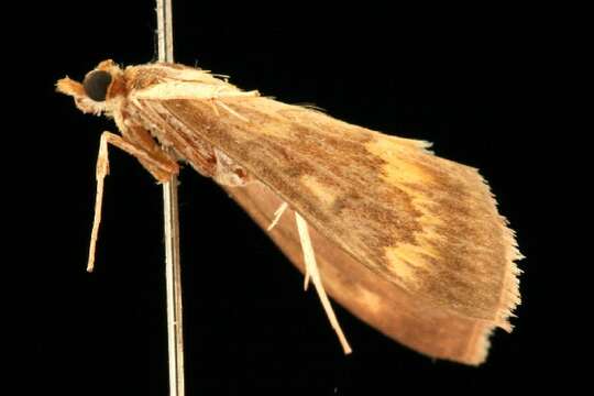 Ostrinia nubilalis Hübner resmi