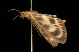 Image of <i>Anania hortulata</i>