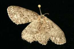 Image of The Small Engrailed