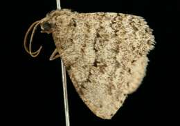 Image of The Small Engrailed