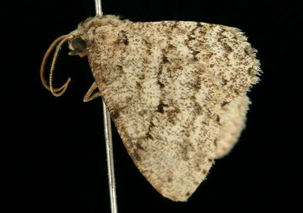 Image of The Small Engrailed