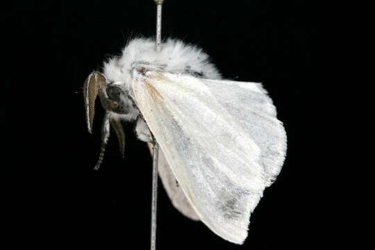 Image of White Satin Moth