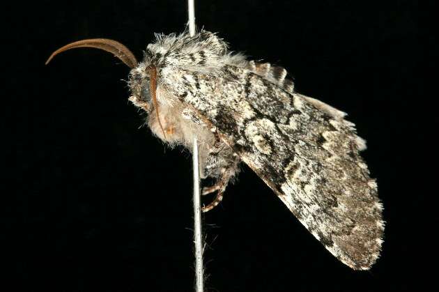 Image of The Laugher Moth