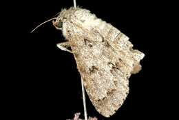 Image of Fingered Dagger Moth