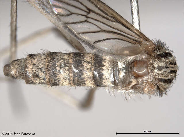 Sivun Ochlerotatus vittiger kuva