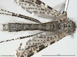 Image of Anopheles annulipes Walker 1856