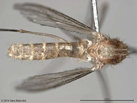 Image of <i>Culex pipiens molestus</i>