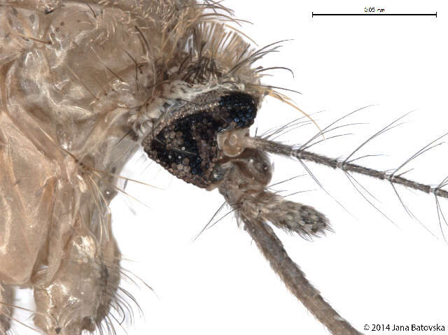 Image of <i>Culex pipiens molestus</i>