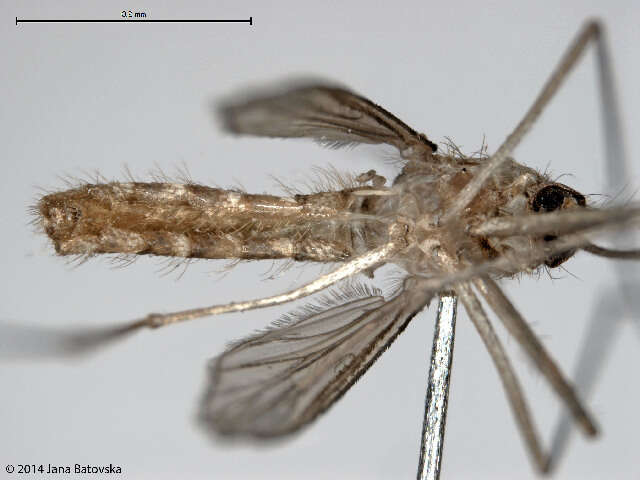 Image of <i>Culex pipiens molestus</i>