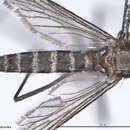 Image of Culex cylindricus Theobald 1903