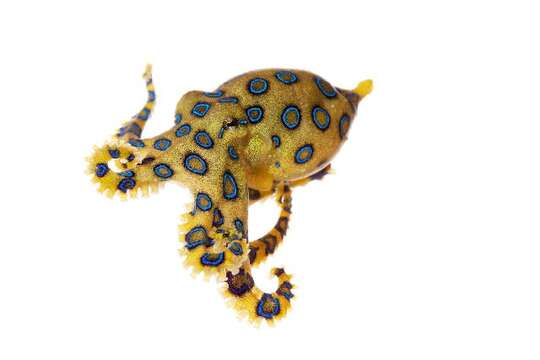 Image of blue-ringed octopus