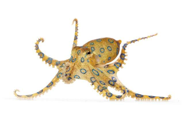 Image of blue-ringed octopus