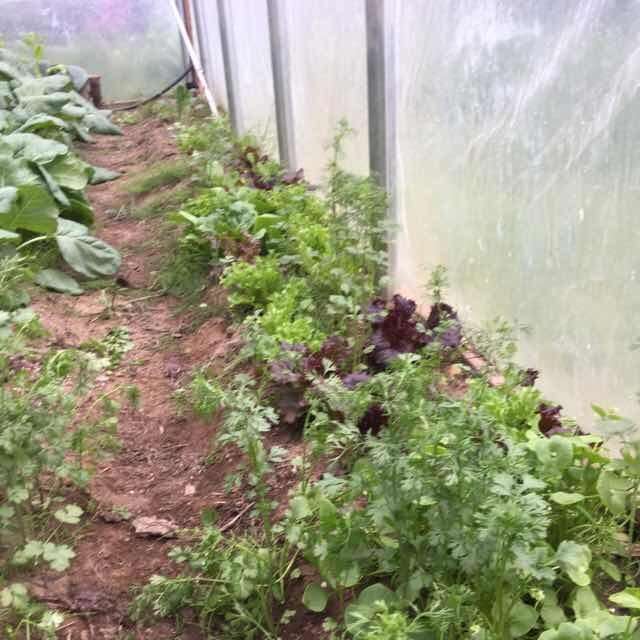 Image of Potato Aphid