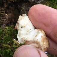 Image of fungus gnats