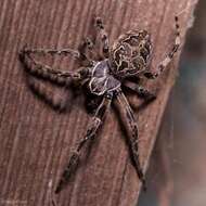 Image of Gray Cross Spider