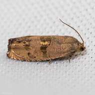 Image of Filbertworm Moth