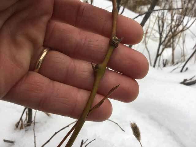 Image of gall midges and wood midges