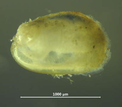 Image of Adula californiensis (Philippi 1847)