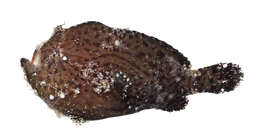 Image of Antennatus