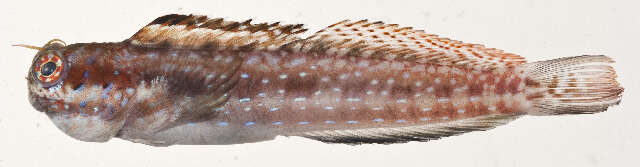 Image of Blenniella