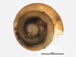 Image of <i>Euconulus polygyratus</i>