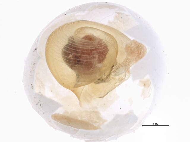 Image of Florida Applesnail