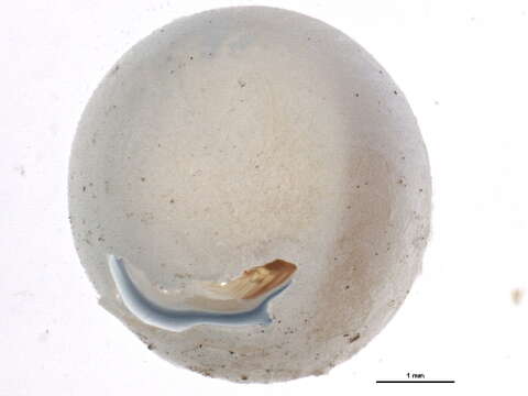 Image of Florida Applesnail