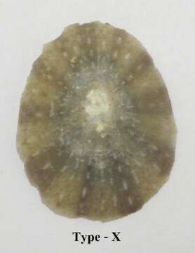 Image of Lottioidea Gray 1840