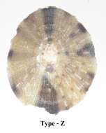 Image of Cellana karachiensis (Winckworth 1930)