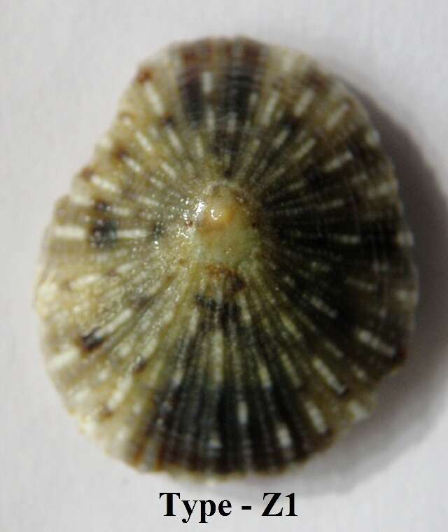 Image of Cellana karachiensis (Winckworth 1930)