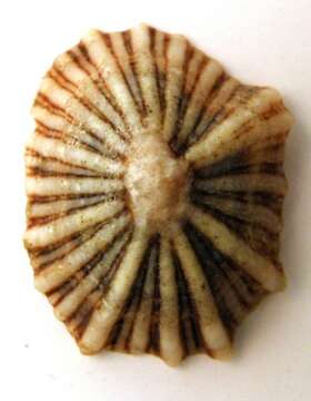 Image of Siphonaria