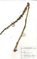 Image of bow string hemp