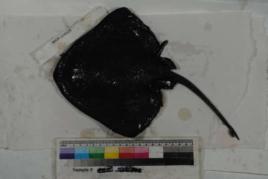 Image of cartilaginous fishes