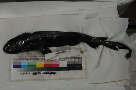 Image of cartilaginous fishes