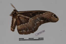 Image of brahmin moths