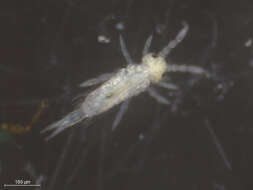 Image of Elongate-bodied Springtails