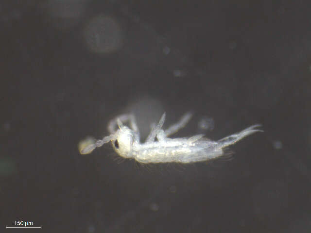 Image of Elongate-bodied Springtails