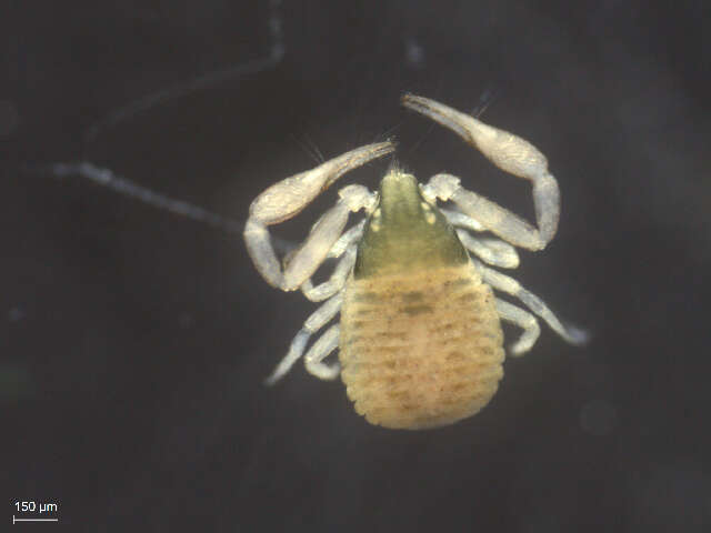 Image of pseudoscorpions